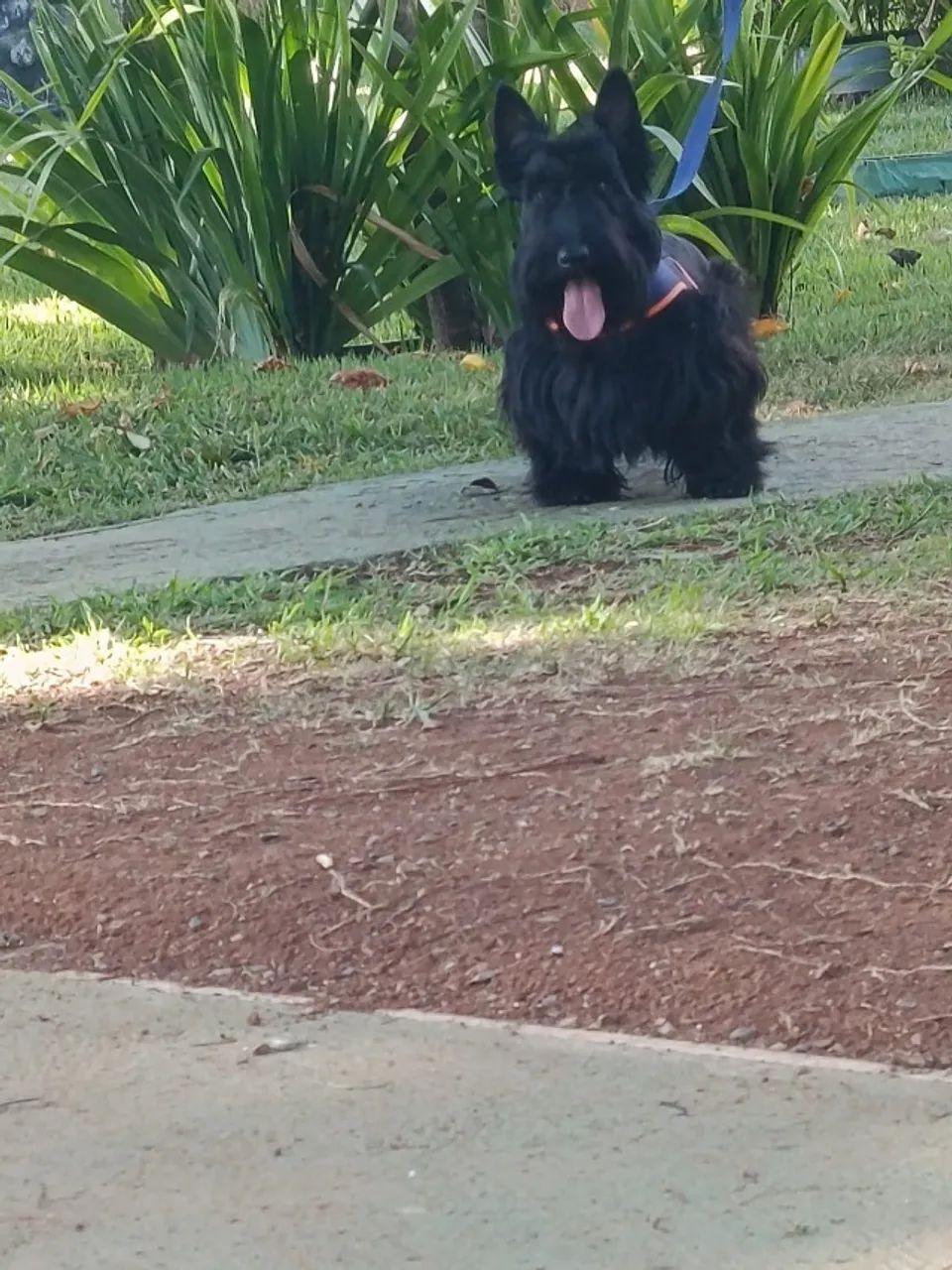 SCOTTISH TERRIER MACHO