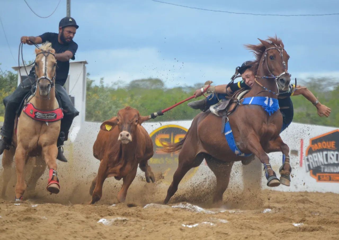 Cavalo  - Foto 2