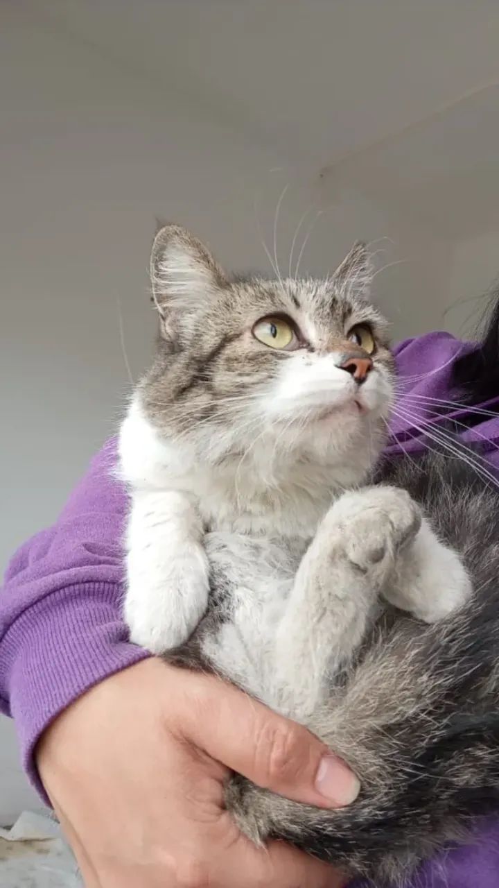 Gatinha Para Adoção  - Foto 3