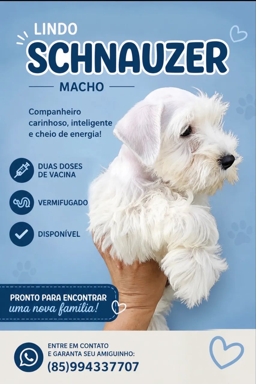 Filhotes de schinauzer - Foto 4