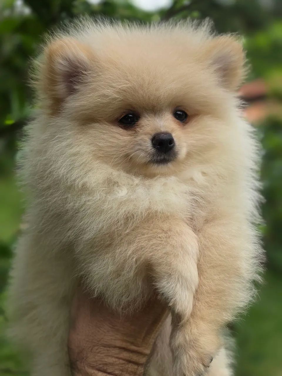 Spitz alemao  - Foto 3
