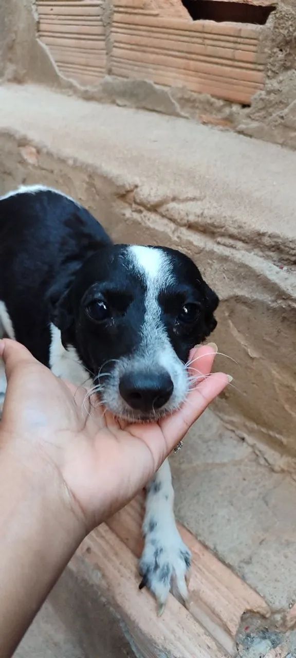 Doação de cachorro  - Foto 2