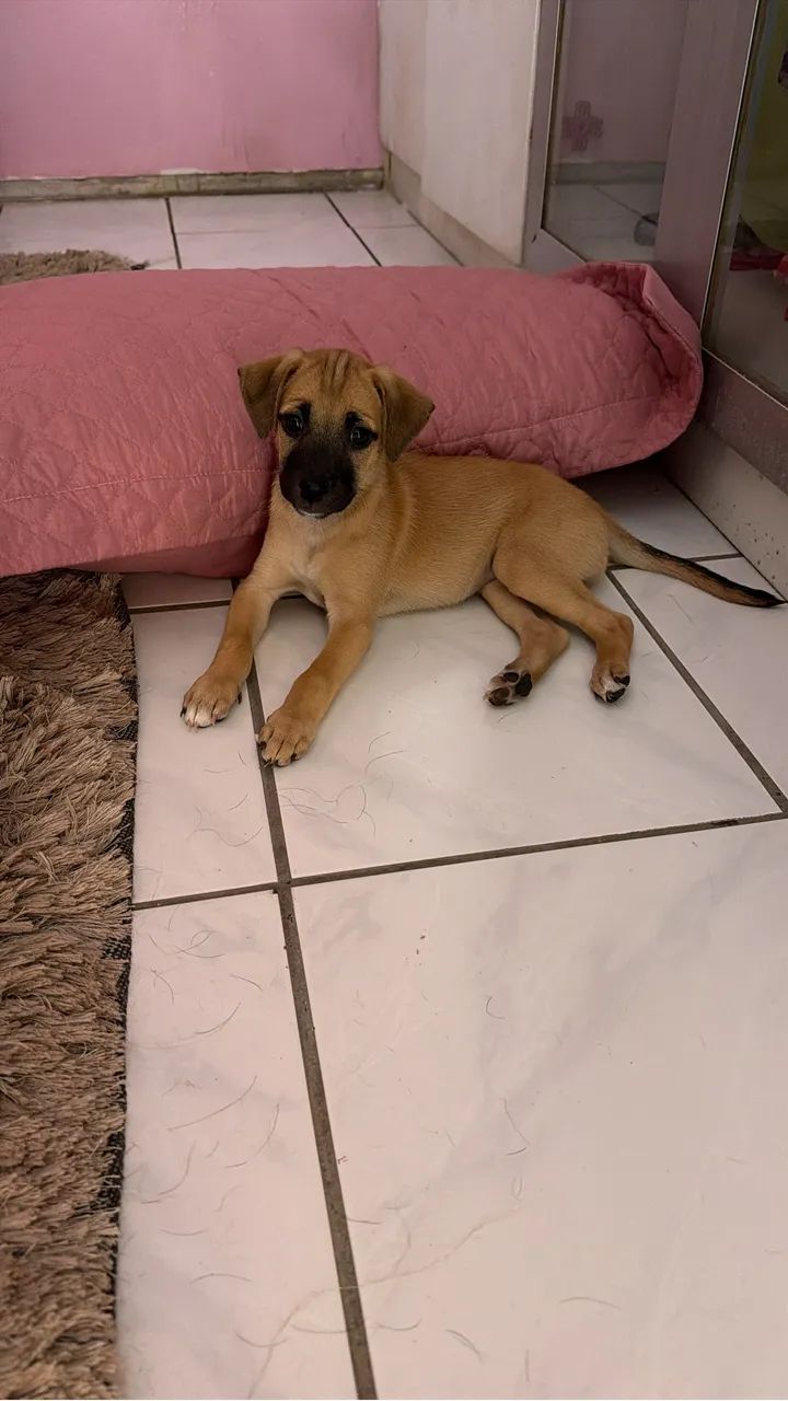 Doação cachorrinha