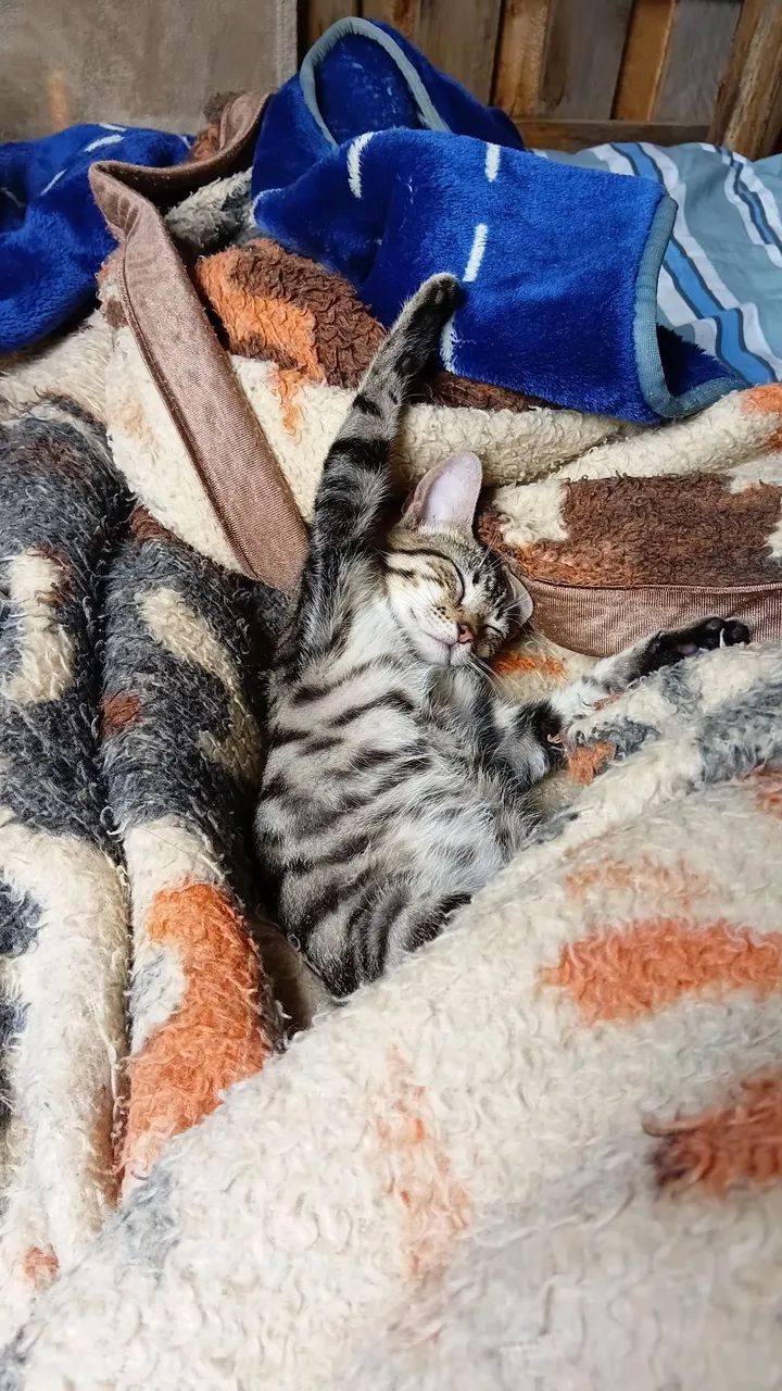 Gata pra doação  - Foto 2