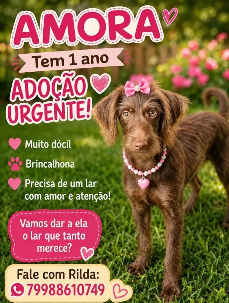 DOGUINHOS LINDOS