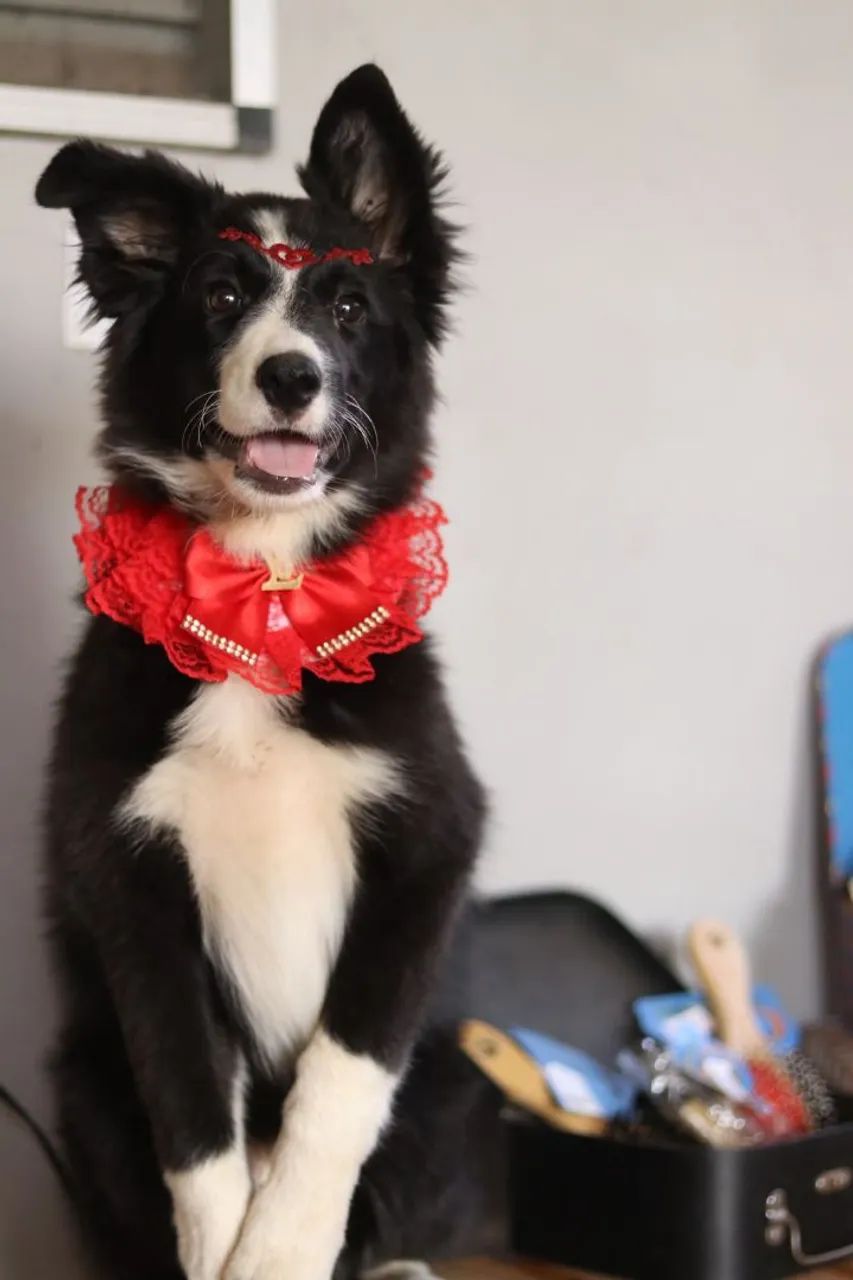 BORDER COLLIE PARCELAMOS  - Foto 3