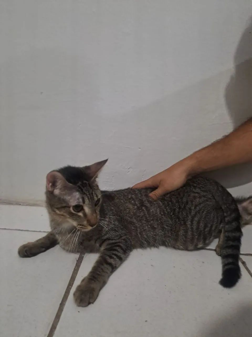 Gato macho castrado - Foto 2