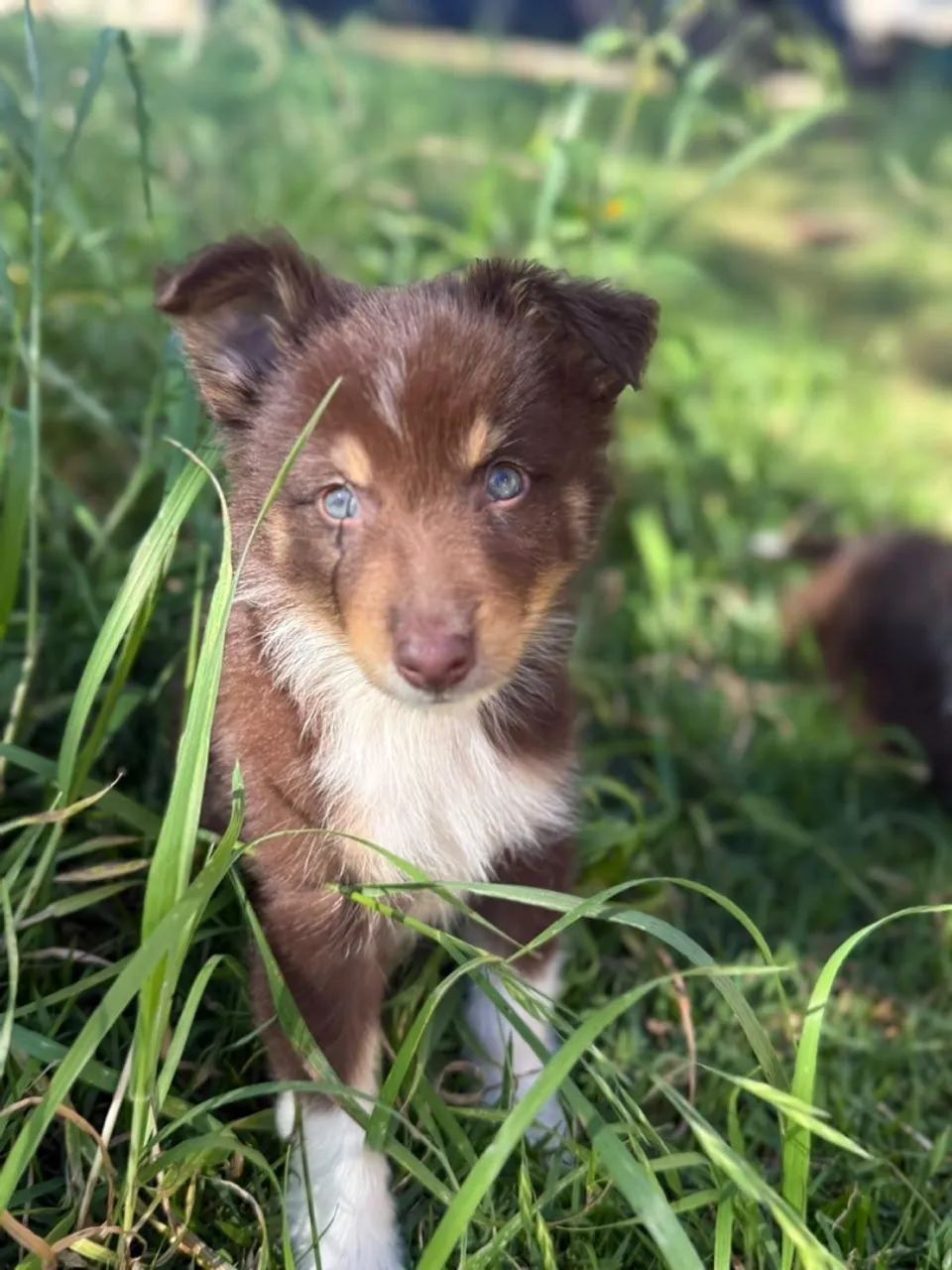 Border Collie Rott Filhotes Border collie - Cachorros - Vila Santa Helena, Apucarana ...