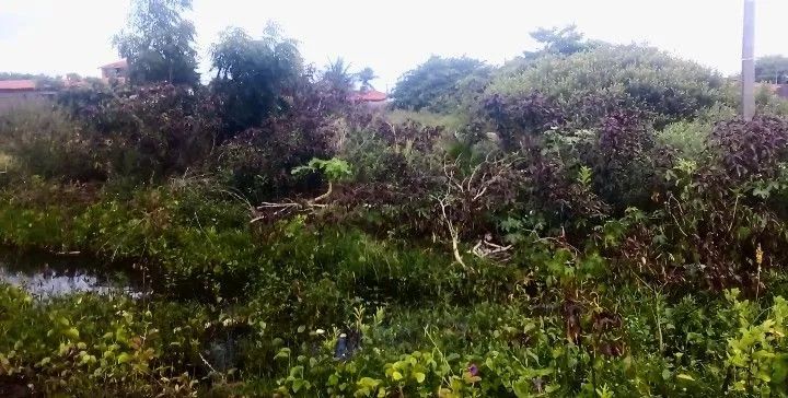 Terreno - Foto 2
