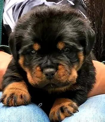 Rottweiler alemão perfeito - Foto 4