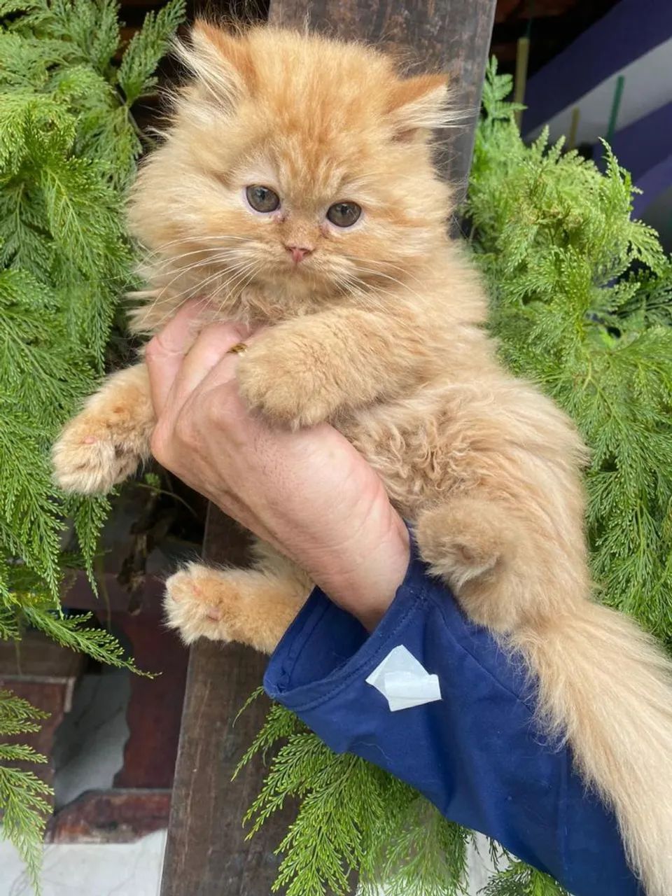 Fêmea de Gato persa com Exame e pedigree  - Foto 5