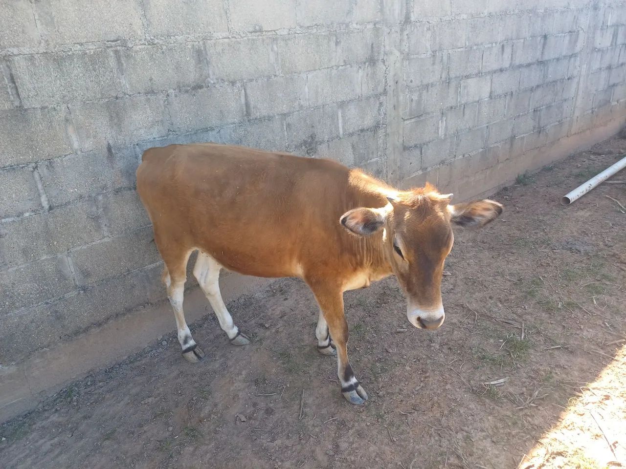 Novilha - Foto 4