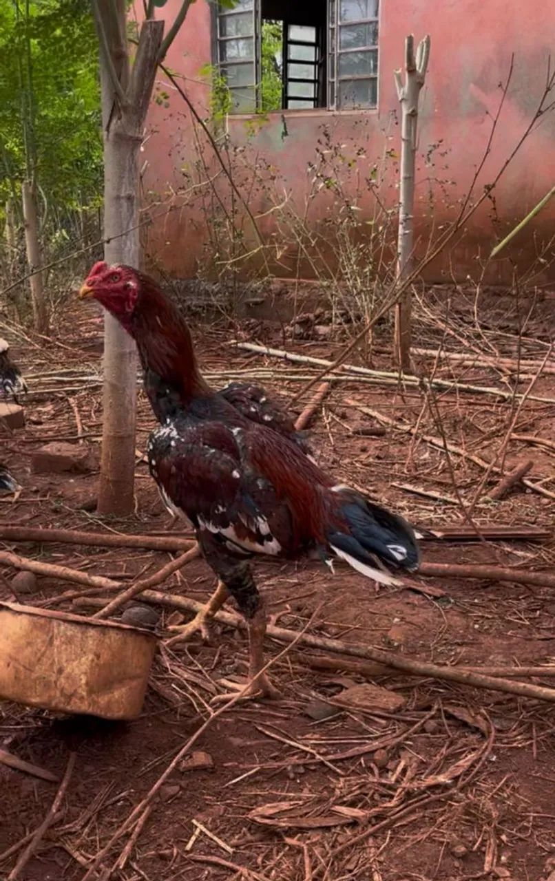 Frango índio bico curto