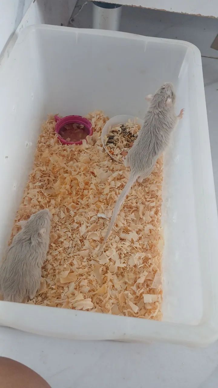 Esquilo-da-mongólia (gerbil) - Foto 2