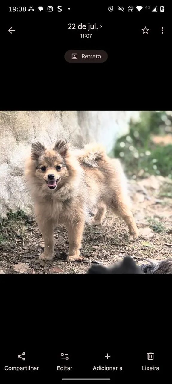 Filhotes de Spitz alemão 