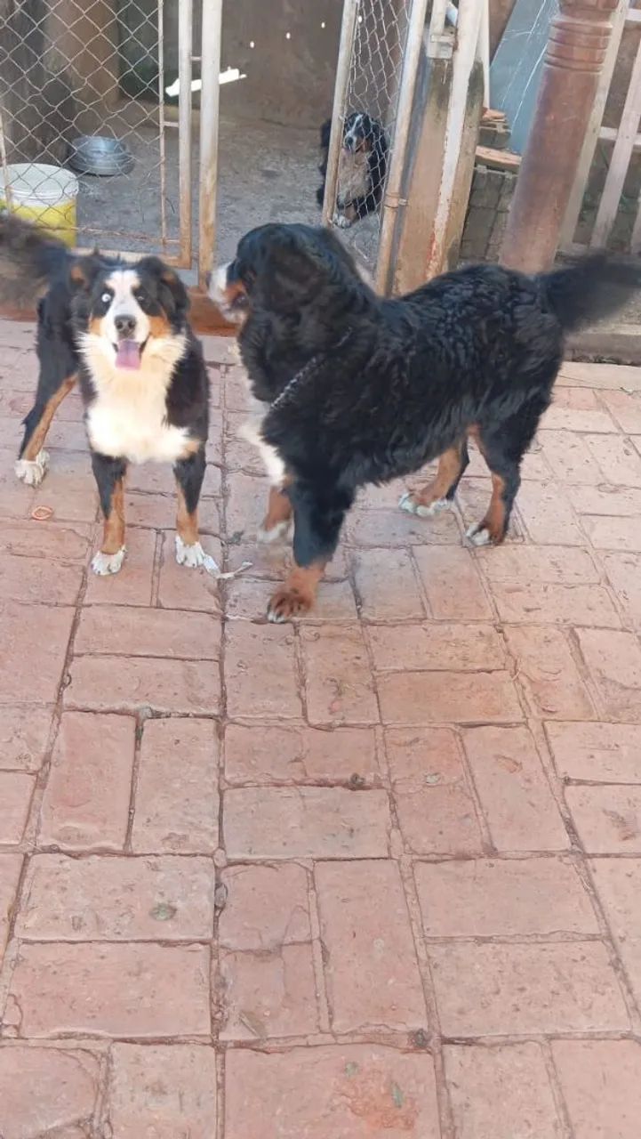Bernese montaindog  - Foto 5