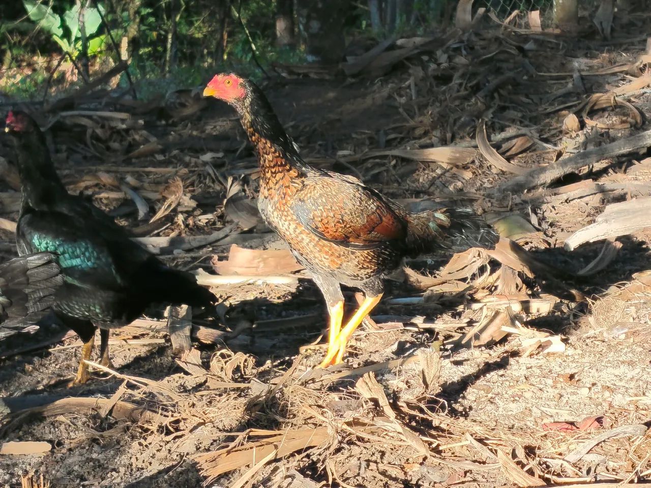 Frango índio e ovos galados. - Foto 5