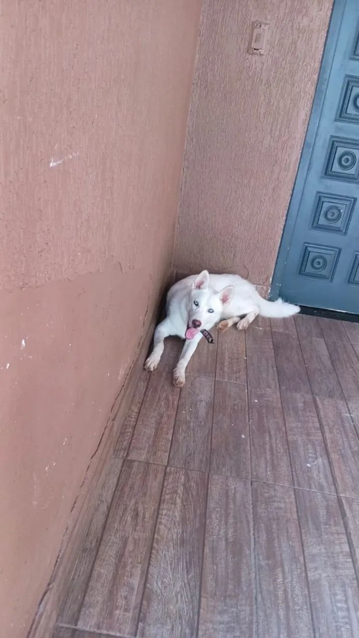 Husky  - Foto 2