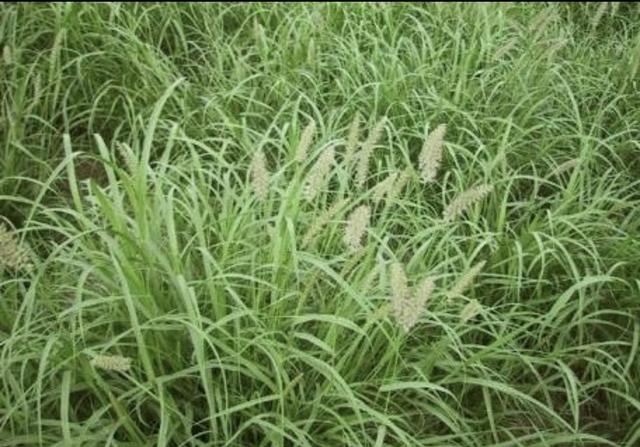 Sementes de capim Buffel Grass e Uruchloa