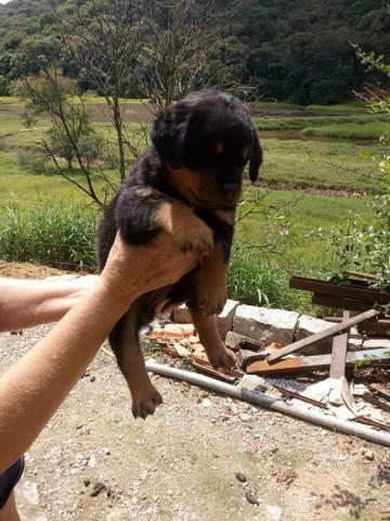Rottweiler alto padrão - Foto 4