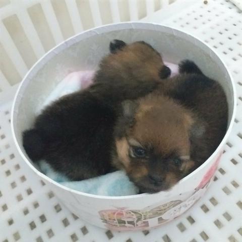 Spitz alemão