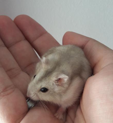 Gaiola completa + Hamster