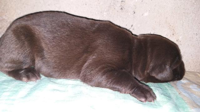 Lindos filhotes de labradores rettriver - Foto 3