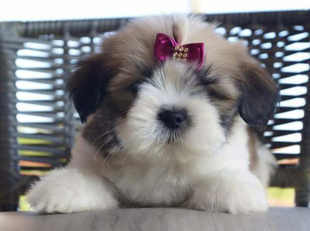Lhasa Apso fêmea disponível! - Foto 2