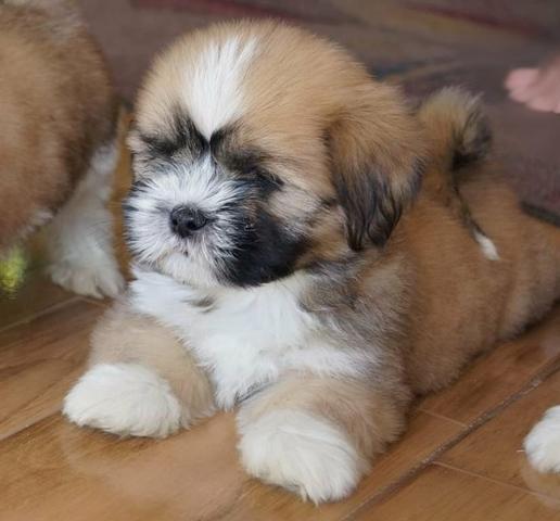 Lhasa Apso lindos machinhos disponíveis! - Foto 4