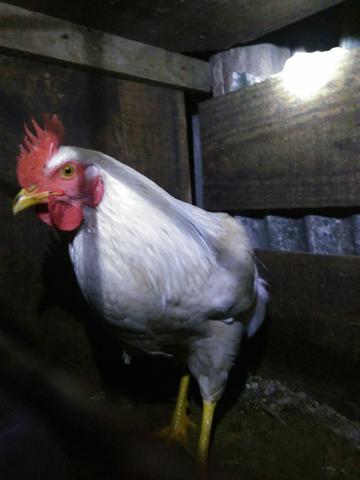 Galos a venda - Foto 5