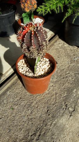 Suculentas e cactos aparti de 5.00 reais - Foto 6