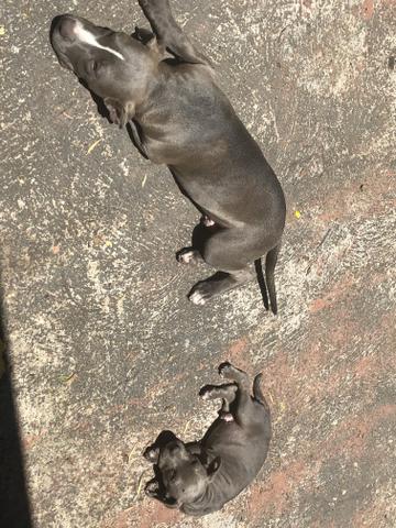 Pitbull monster (blue nose) - Foto 4