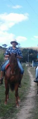 Cavalo lusitano Adestrado - Foto 6