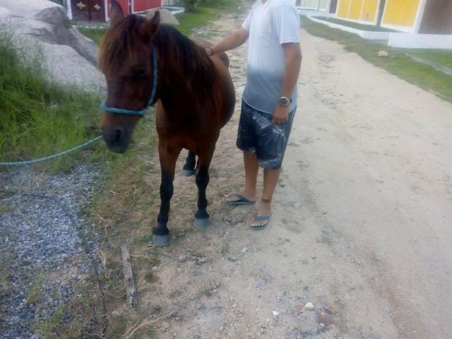 Vendo cavalo pampo e piquira - Foto 5