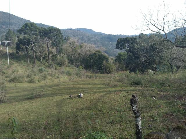 Sitio em Gramado - Foto 3