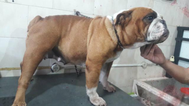Bulldog Francês - Foto 5