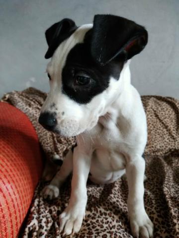 Pitbull Fêmea Pirata