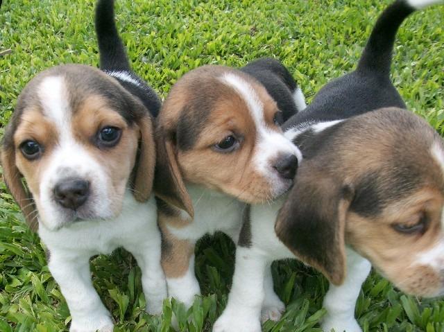 Beagle Mini bicolor/tricolor, suporte veterinário gratuito pronta entrega