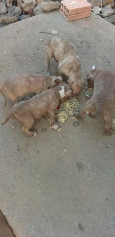 Pitbul - Foto 2