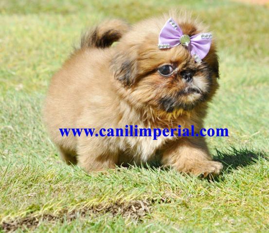 Shih Tzu Excelentes em canil legalizado.Documentados - Foto 2