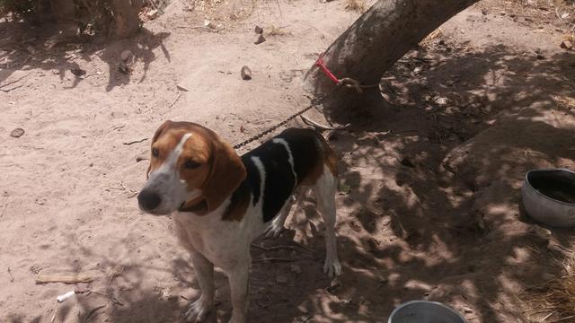 Beagle com americano
