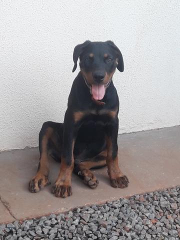 Vendo filhote de Rottweiler - Foto 4