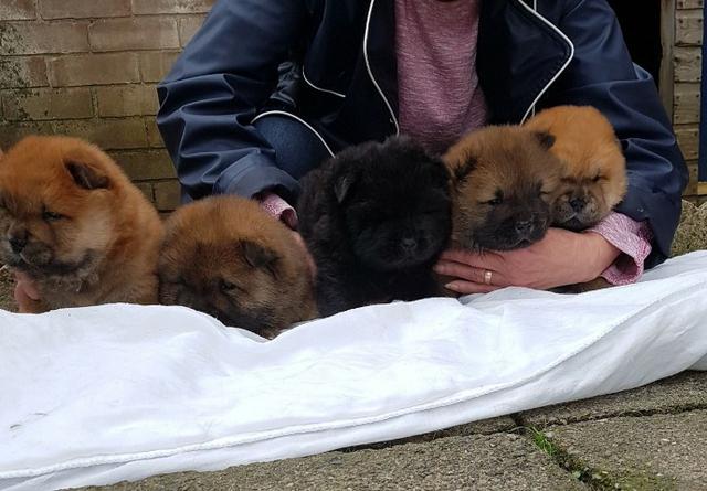 Chow-chow creme/laranja/preto, filhotes a pronta entrega ! - Foto 2