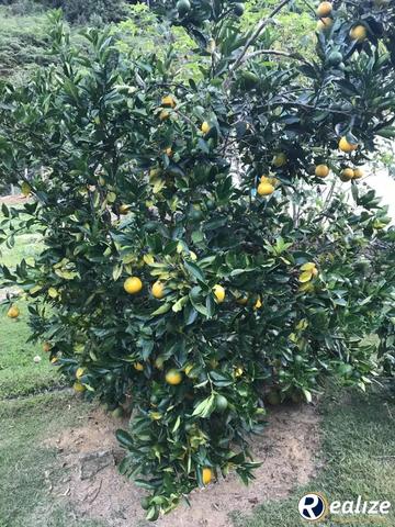 Lindo Sítio em Parajú em Domingos Martins de 8,1 hectares - Foto 8