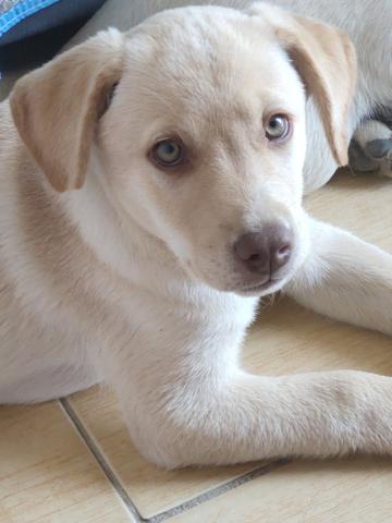 Labrador - Foto 2
