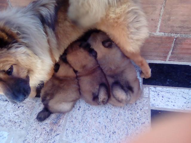 Chow Chow legítimos - Foto 3