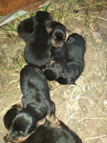 Cachorros - Foto 4