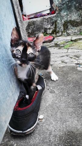 Gata para adoção - Foto 2