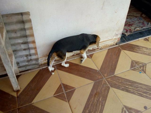 Vende -se casal de Beagle com pedigree - Foto 6