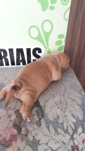 Filhote de cachorro - Foto 2